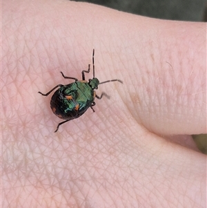 Cermatulus nasalis at Bungendore, NSW - suppressed