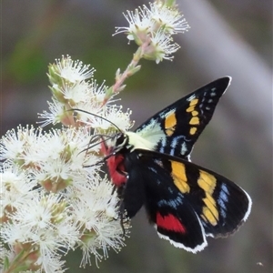 Agarista agricola at Budgong, NSW - 9 Nov 2024 04:02 PM