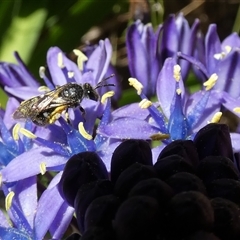 Lasioglossum (Chilalictus) sp. (genus & subgenus) (Halictid bee) at McKellar, ACT - 9 Oct 2024 by Amata