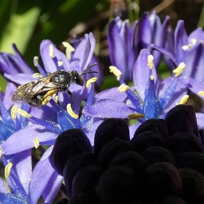 Lasioglossum (Chilalictus) sp. (genus & subgenus) (Halictid bee) at McKellar, ACT - 9 Oct 2024 by Amata