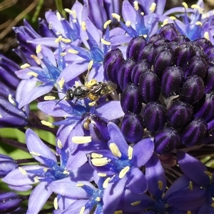 Lasioglossum (Chilalictus) sp. (genus & subgenus) at McKellar, ACT - suppressed