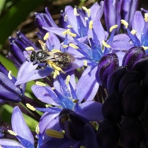 Lasioglossum (Chilalictus) sp. (genus & subgenus) at McKellar, ACT - suppressed