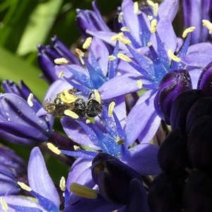 Lasioglossum (Chilalictus) sp. (genus & subgenus) at McKellar, ACT - suppressed