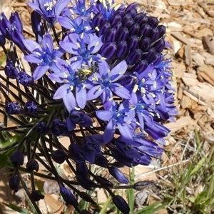 Lasioglossum (Chilalictus) sp. (genus & subgenus) at McKellar, ACT - suppressed