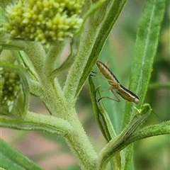 Orthodera ministralis at Bungendore, NSW - 9 Nov 2024 by clarehoneydove