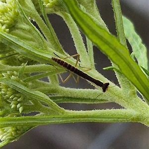 Orthodera ministralis at Bungendore, NSW - suppressed