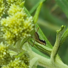 Orthodera ministralis at Bungendore, NSW - 9 Nov 2024