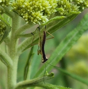 Orthodera ministralis at Bungendore, NSW - 9 Nov 2024