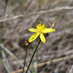 Tricoryne elatior (Yellow Rush Lily) at Hawker, ACT - 9 Nov 2024 by sangio7