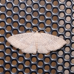 Poecilasthena anthodes (Orange-grounded Delicate) at Turner, ACT - 6 Nov 2024 by ConBoekel