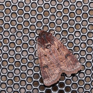 Agrotis porphyricollis at Turner, ACT - 6 Nov 2024