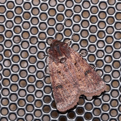 Agrotis porphyricollis (Variable Cutworm) at Turner, ACT - 6 Nov 2024 by ConBoekel