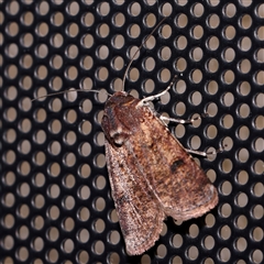 Agrotis porphyricollis at Turner, ACT - 6 Nov 2024