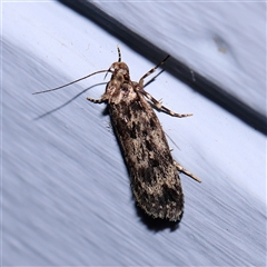 Barea (genus) (A concealer moth) at Turner, ACT - 6 Nov 2024 by ConBoekel