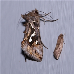 Chrysodeixis argentifera (Tobacco Looper) at Turner, ACT - 6 Nov 2024 by ConBoekel