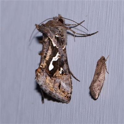 Chrysodeixis argentifera (Tobacco Looper) at Turner, ACT - 6 Nov 2024 by ConBoekel