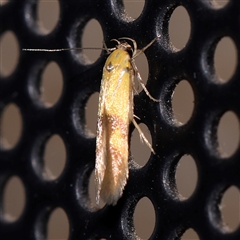 Stathmopoda crocophanes (Yellow Stathmopoda Moth) at Turner, ACT - 6 Nov 2024 by ConBoekel