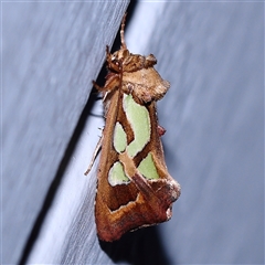 Cosmodes elegans (Green Blotched Moth) at Turner, ACT - 7 Nov 2024 by ConBoekel