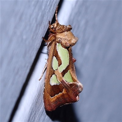 Cosmodes elegans (Green Blotched Moth) at Turner, ACT - 7 Nov 2024 by ConBoekel