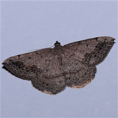 Taxeotis intermixtaria (Dark-edged Taxeotis) at Turner, ACT - 7 Nov 2024 by ConBoekel