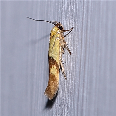 Stathmopoda crocophanes (Yellow Stathmopoda Moth) at Turner, ACT - 7 Nov 2024 by ConBoekel