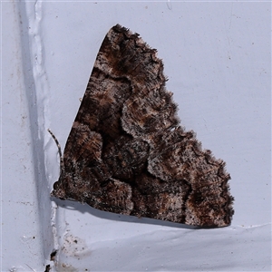 Gastrina cristaria at Turner, ACT - 7 Nov 2024 08:55 PM