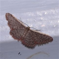 Idaea inversata (Purple Wave) at Turner, ACT - 7 Nov 2024 by ConBoekel