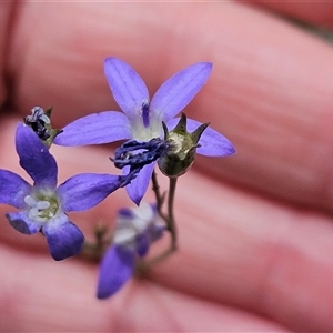 Wahlenbergia sp. at Hawker, ACT - 9 Nov 2024