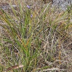 Wahlenbergia sp. at Hawker, ACT - 9 Nov 2024