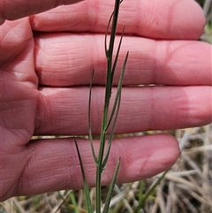 Wahlenbergia sp. at Hawker, ACT - 9 Nov 2024