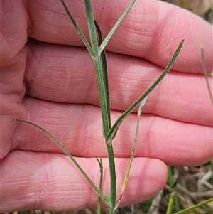 Wahlenbergia sp. at Hawker, ACT - 9 Nov 2024