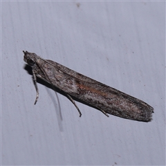 Phycitinae (subfamily) (A snout moth) at Turner, ACT - 7 Nov 2024 by ConBoekel