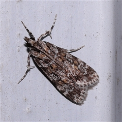 Scoparia gethosyna (A Crambid moth (Scopariini)) at Turner, ACT - 7 Nov 2024 by ConBoekel