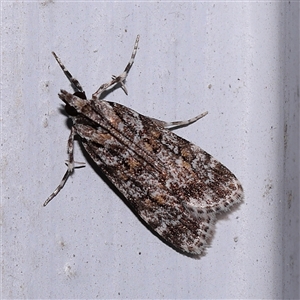 Scoparia gethosyna at Turner, ACT - 7 Nov 2024