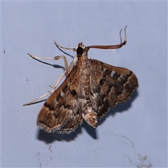 Nacoleia rhoeoalis (A Crambid moth (Spilomelinae) at Turner, ACT - 7 Nov 2024 by ConBoekel