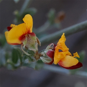 Mirbelia oxylobioides at Acton, ACT - 8 Nov 2024