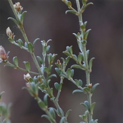 Mirbelia oxylobioides at Acton, ACT - 8 Nov 2024 07:48 AM