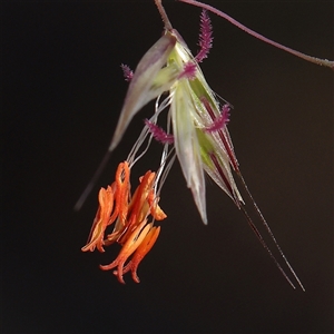 Rytidosperma pallidum at Acton, ACT - 8 Nov 2024