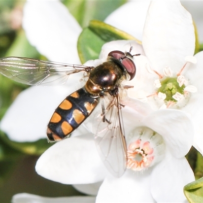 Melangyna viridiceps (Hover fly) at Higgins, ACT - 10 Sep 2024 by AlisonMilton