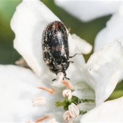 Eurhopalus froggatti (Dermestid beetle, Skin beetle) at Higgins, ACT - 10 Sep 2024 by AlisonMilton