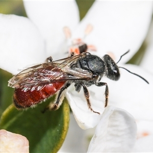 Lasioglossum (Parasphecodes) sp. (genus & subgenus) at Higgins, ACT - 10 Sep 2024