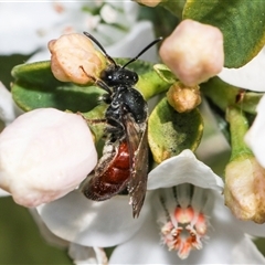 Lasioglossum (Parasphecodes) sp. (genus & subgenus) at Higgins, ACT - 10 Sep 2024