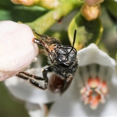 Lasioglossum (Parasphecodes) sp. (genus & subgenus) at Higgins, ACT - 10 Sep 2024 01:14 PM