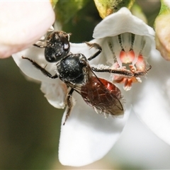 Lasioglossum (Parasphecodes) sp. (genus & subgenus) at Higgins, ACT - 10 Sep 2024