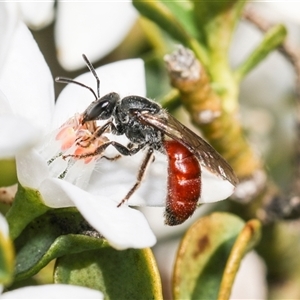 Lasioglossum (Parasphecodes) sp. (genus & subgenus) at Higgins, ACT - 10 Sep 2024 01:14 PM