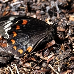 Papilio aegeus (Orchard Swallowtail, Large Citrus Butterfly) at Higgins, ACT - 8 Nov 2024 by AlisonMilton