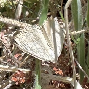 Taxeotis (genus) at Rendezvous Creek, ACT - 9 Nov 2024 11:11 AM