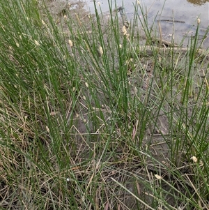 Eleocharis acuta at Hackett, ACT - 9 Nov 2024