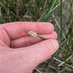 Eleocharis acuta at Hackett, ACT - 9 Nov 2024