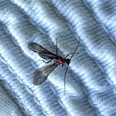 Unidentified Insect at Rendezvous Creek, ACT - 9 Nov 2024 by KMcCue